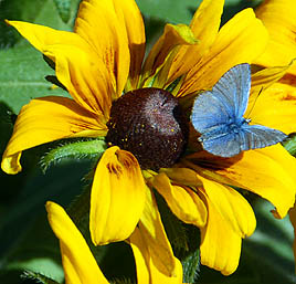 Adonis blue butterfly on Rudbeckia